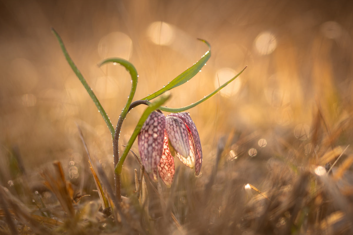 Swamp tulip Poster och Canvastavla