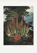 The Maggot–Bearing Stapelia from The Temple of Flora (1807) Poster och Canvastavla