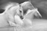 elegance in white Poster och Canvastavla