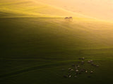 Livestock in the Farm Poster och Canvastavla