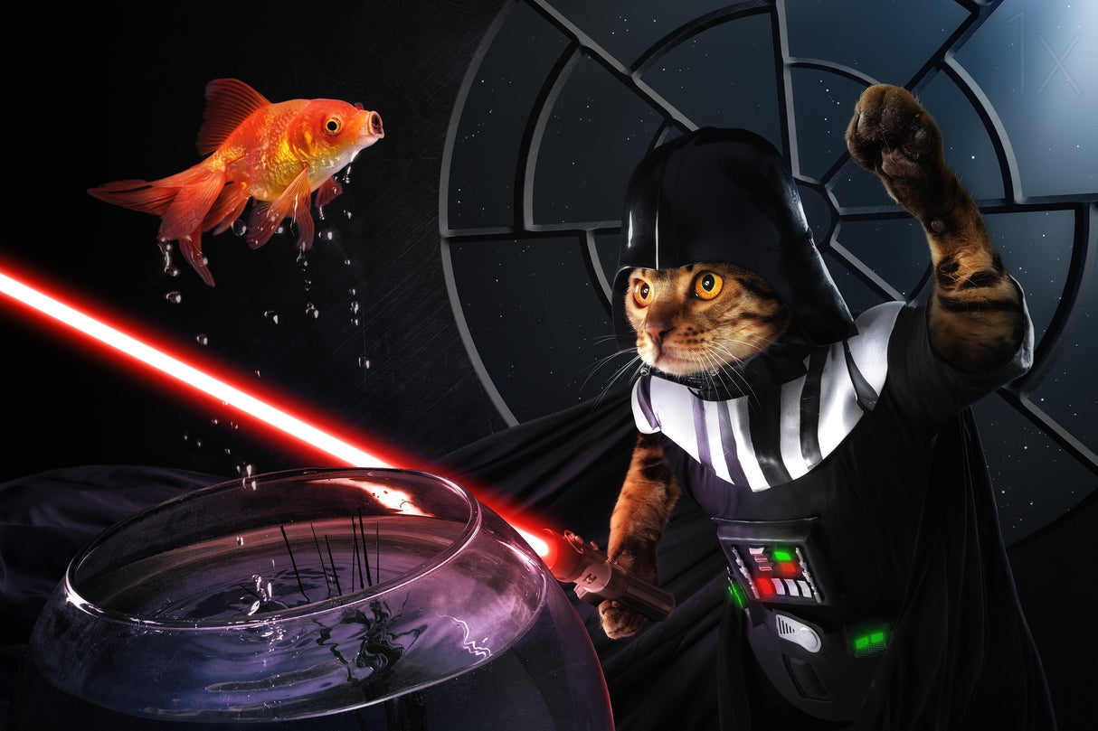 Darth Sushi Poster och Canvastavla