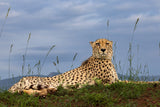 Cheetah Poster och Canvastavla