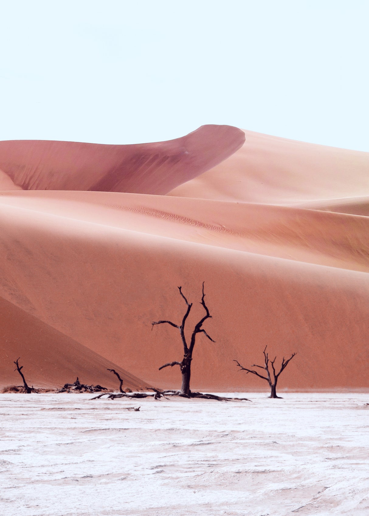Ancient Forest Namibia Poster och Canvastavla