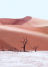 Ancient Forest Namibia Poster och Canvastavla