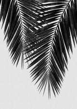 Palm Leaf Black &amp; White II Poster och Canvastavla