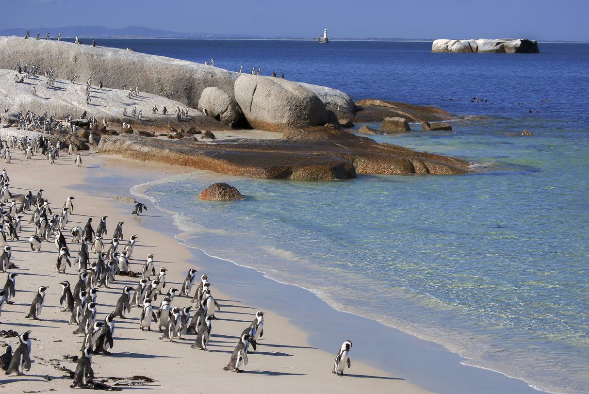 Penguins Life at Boulders Beach Poster och Canvastavla