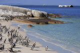 Penguins Life at Boulders Beach Poster och Canvastavla