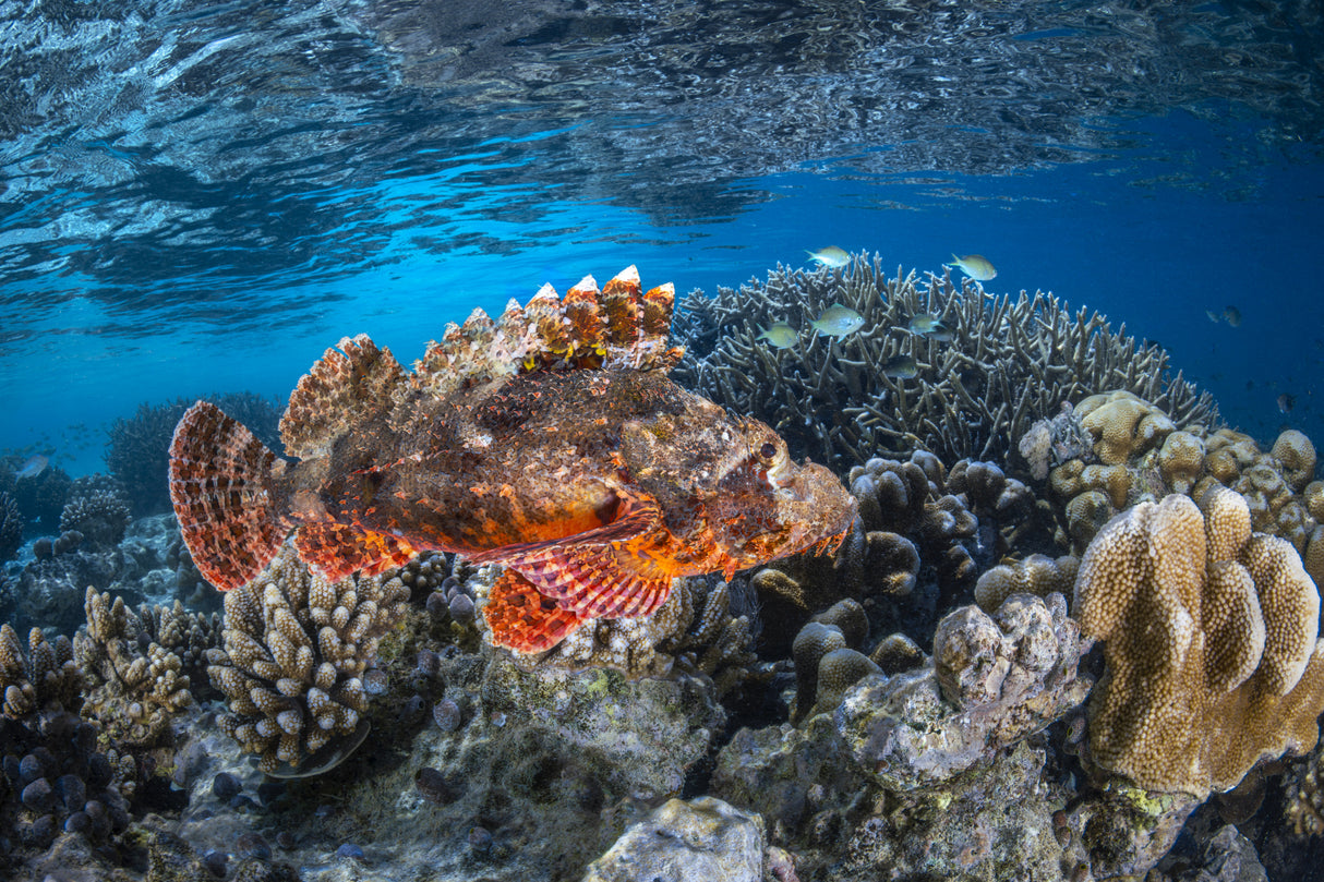Tassled scorpionfish Poster och Canvastavla