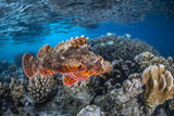 Tassled scorpionfish Poster och Canvastavla