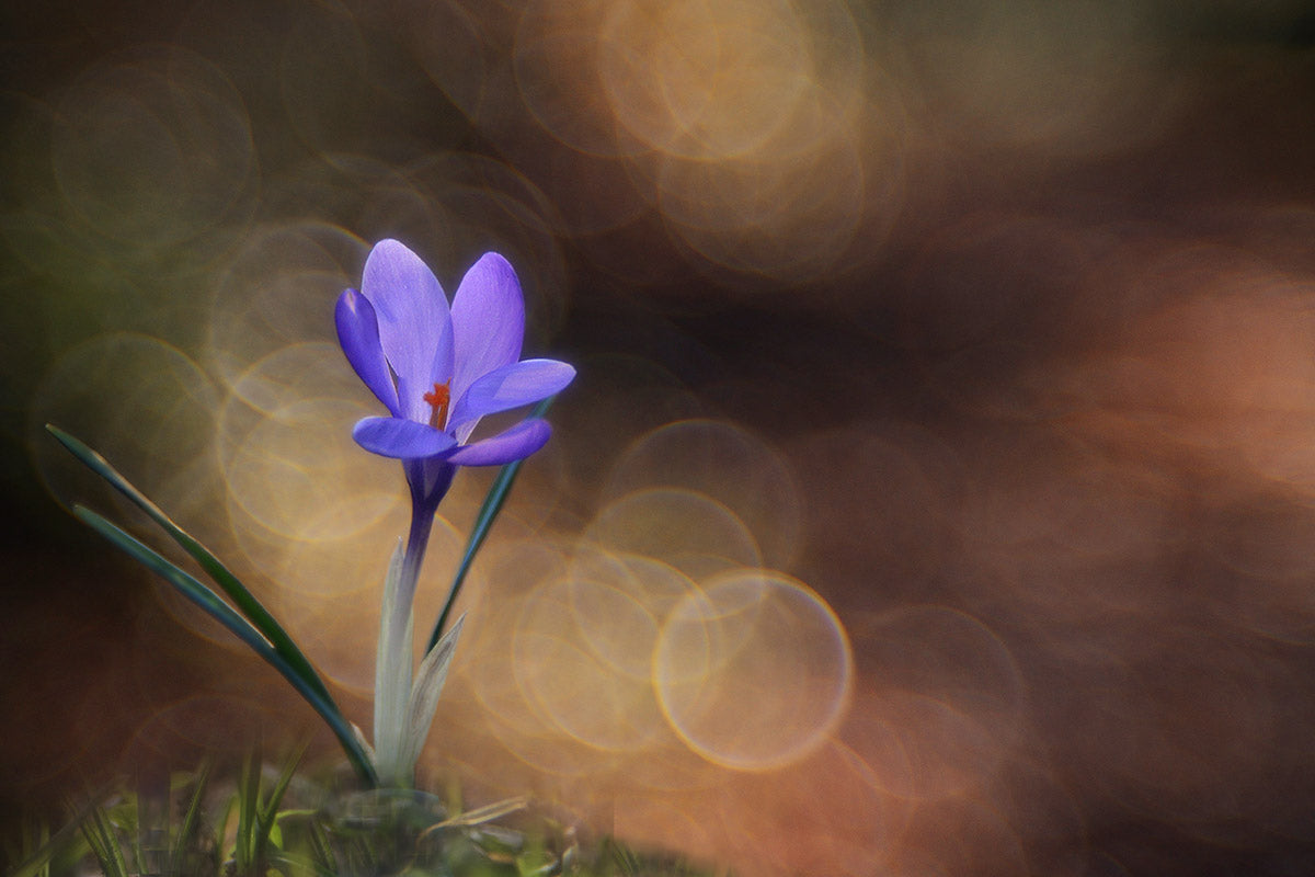 Crocus Poster och Canvastavla