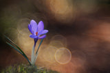 Crocus Poster och Canvastavla