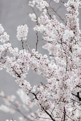 Colorful Spring 6 Poster och Canvastavla