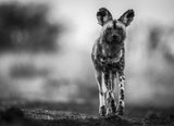 Monochrome Wild Dog Poster och Canvastavla