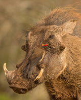 Groovy hog Poster och Canvastavla