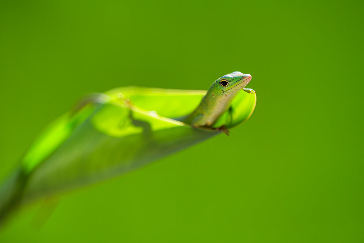 Green Lizard Poster och Canvastavla