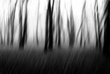 Dancing trees in the fog Poster och Canvastavla