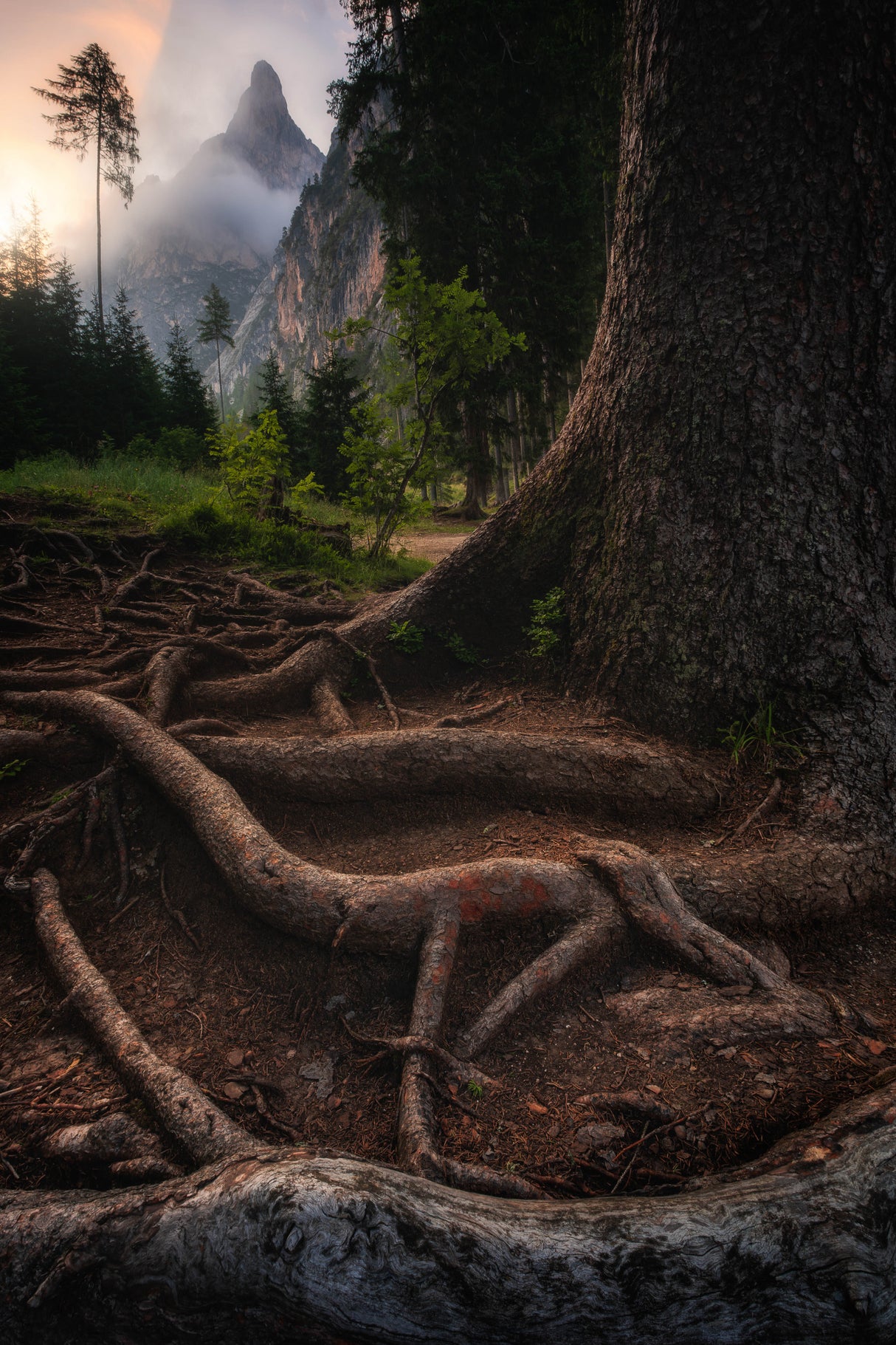 Roots of the earth Poster och Canvastavla