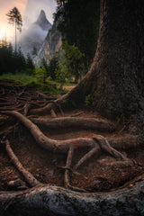 Roots of the earth Poster och Canvastavla