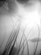 Water Lilly 01 Poster och Canvastavla