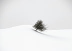 white winter Poster och Canvastavla