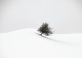 white winter Poster och Canvastavla