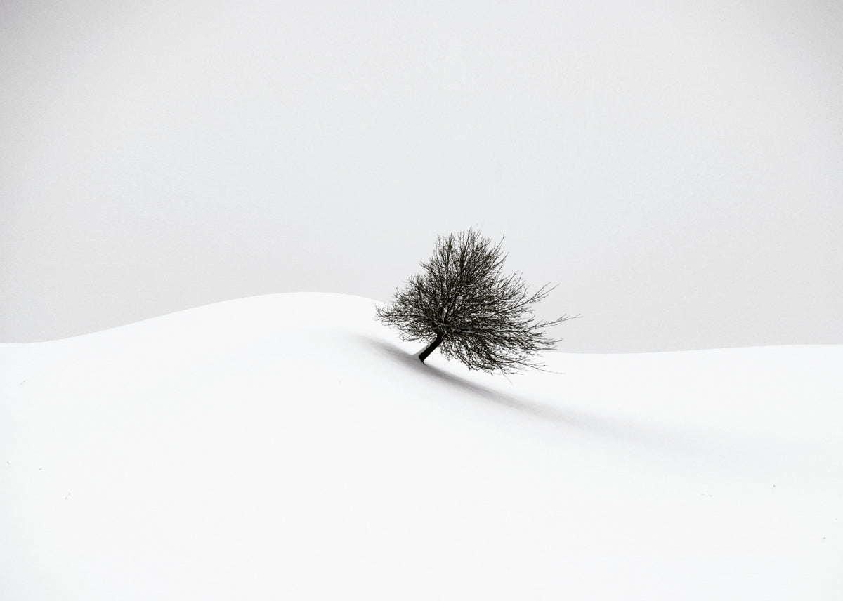 white winter Poster och Canvastavla