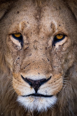 Portrait of the King Poster och Canvastavla