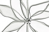 Fragile Flower Poster och Canvastavla