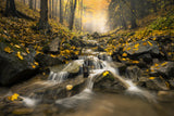 Autum Stream Poster och Canvastavla