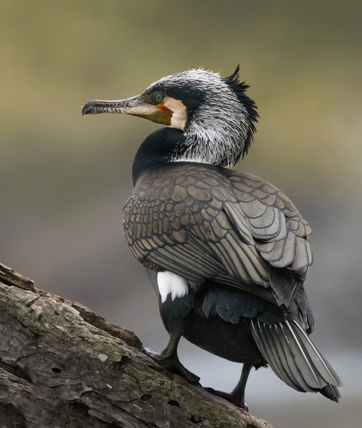 Cormorant Poster och Canvastavla