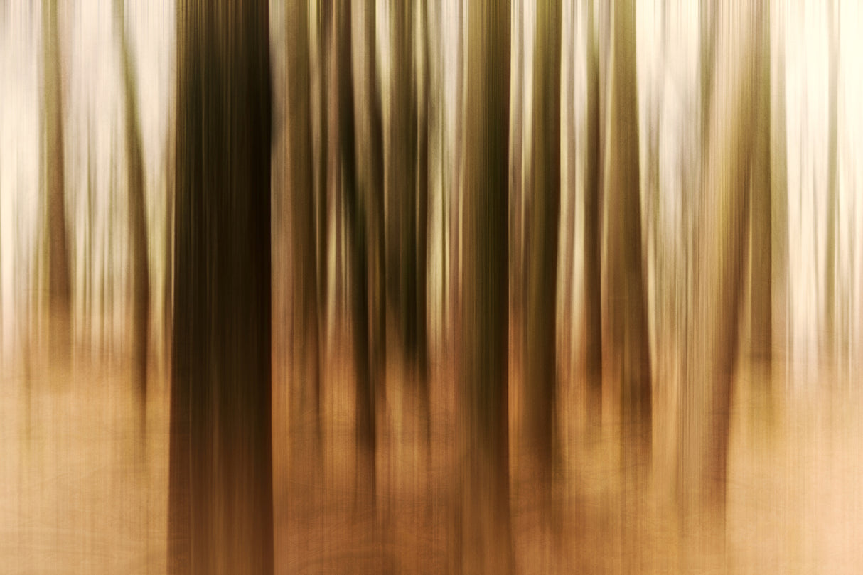 Sunrise in the Forest Poster och Canvastavla