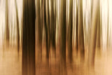 Sunrise in the Forest Poster och Canvastavla