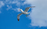 flying seagull Poster och Canvastavla