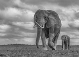Mother and baby Poster och Canvastavla
