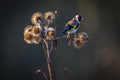 Goldfinch Poster och Canvastavla