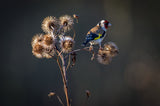 Goldfinch Poster och Canvastavla