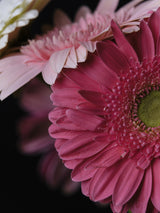 beautiful flowers Poster och Canvastavla