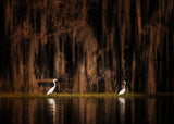 Creatures of Caddo Lake Poster och Canvastavla