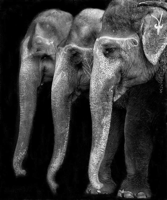 Nature\'s great masterpiece, an elephant; the only harmless great thing ... Poster och Canvastavla
