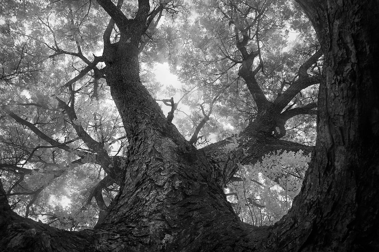 Hug of the tree Poster och Canvastavla