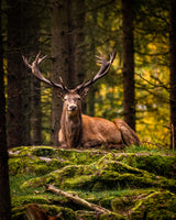 Crown of a king Poster och Canvastavla