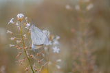 butterfly Poster och Canvastavla