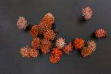 Strawberry? -- Areial View of Cypress Trees Poster och Canvastavla