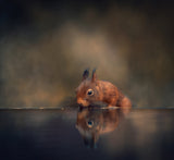 Thirsty squirrel Poster och Canvastavla