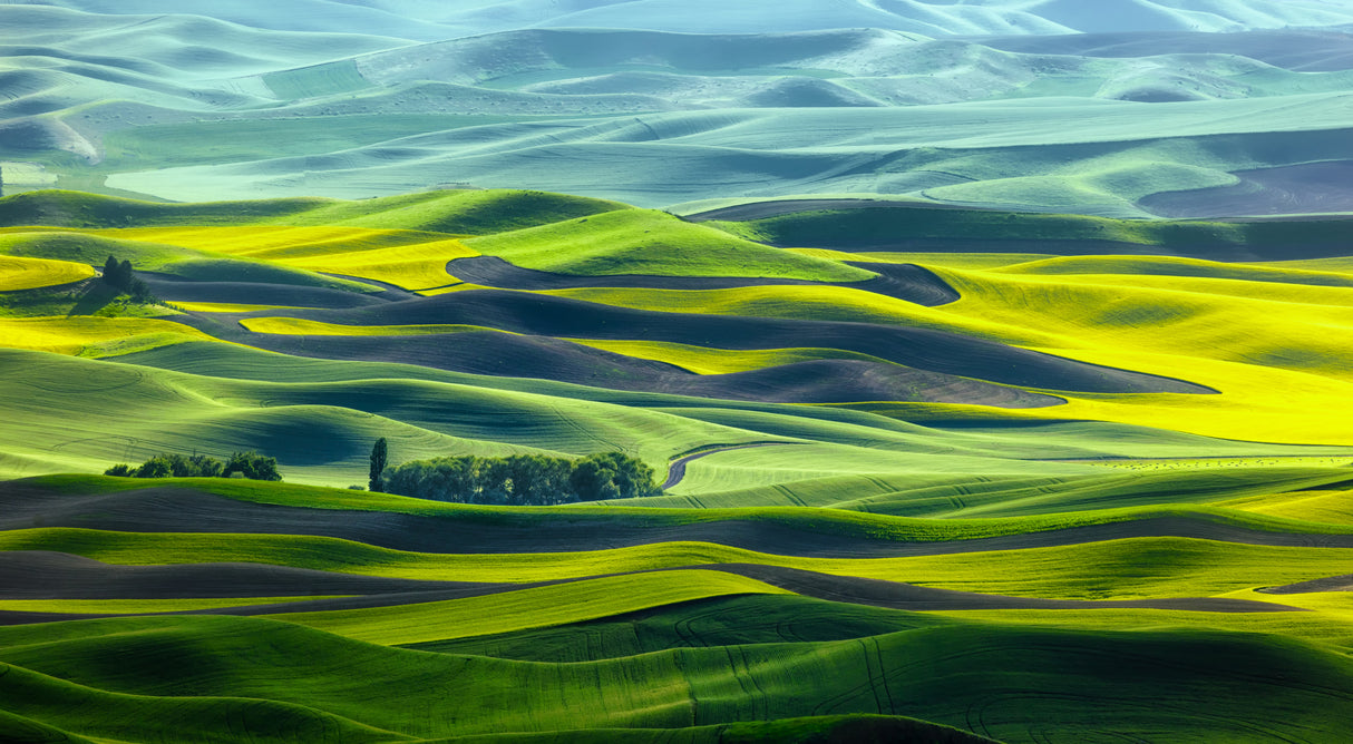Waves of wheat field Poster och Canvastavla