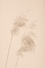 Reed Grass Beige 05 Poster och Canvastavla