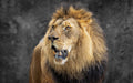 The king Poster och Canvastavla