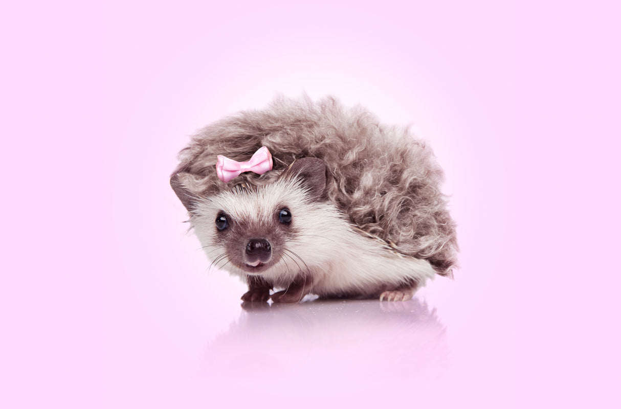 Curvy Hedgehog Poster och Canvastavla