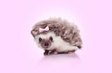 Curvy Hedgehog Poster och Canvastavla