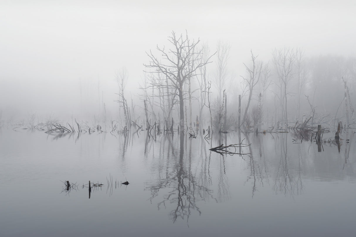 Flooded landscape in fog Poster och Canvastavla